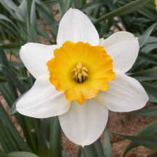 Amaryllidaceae Narcissus x hybridus hort. cv. Sempre Avanti