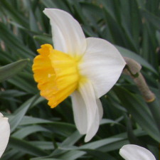Амариллисовые Нарцисс гибридный  сорт Семпр Аванти