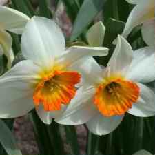 Амариллисовые Нарцисс гибридный  сорт Сельма Лагерлеф