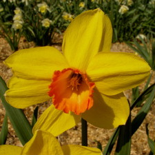 Амариллисовые Нарцисс гибридный  сорт Вулкан