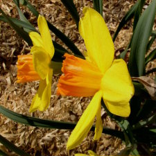 Амариллисовые Нарцисс гибридный  сорт Вулкан