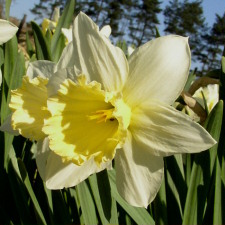 Amaryllidaceae Narcissus x hybridus hort. cv. Sulphur Beauty