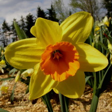 Amaryllidaceae Narcissus x hybridus hort. cv. Variant