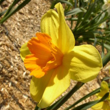Amaryllidaceae Narcissus x hybridus hort. cv. Variant