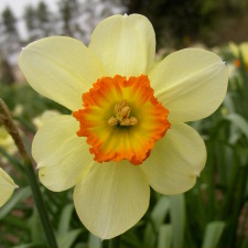 Amaryllidaceae Narcissus x hybridus hort. cv. Verger