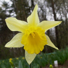 Amaryllidaceae Narcissus x hybridus hort. cv. Victoria Bicolor