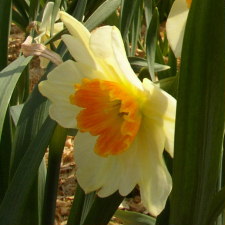 Amaryllidaceae Narcissus x hybridus hort. cv. Ultimus