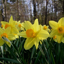 Amaryllidaceae Narcissus x hybridus hort. cv. Walt Disney