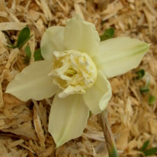 Amaryllidaceae Narcissus x hybridus hort. cv. White Marvel