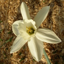 Амариллисовые Нарцисс гибридный  сорт Уайт Плюм