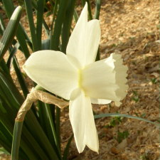 Amaryllidaceae Narcissus x hybridus hort. cv. White Plum