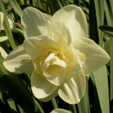 Amaryllidaceae Narcissus x hybridus hort. cv. White Lion