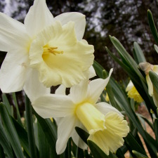 Amaryllidaceae Narcissus x hybridus hort. cv. White Triumphator