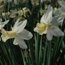 Amaryllidaceae Narcissus x hybridus hort. cv. Winged Victory