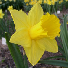 Amaryllidaceae Narcissus x hybridus hort. cv. Wrestler