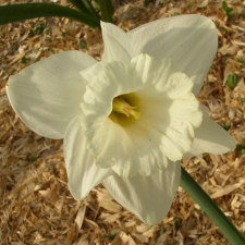 Amaryllidaceae Narcissus x hybridus hort. cv. Tedstone