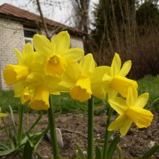 Amaryllidaceae Narcissus x hybridus hort. cv. Tete-a-Tete