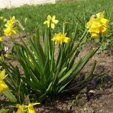 Amaryllidaceae Narcissus x hybridus hort. cv. Tete-a-Tete