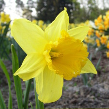 Amaryllidaceae Narcissus x hybridus hort. cv. Thunderbolt