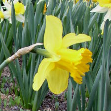 Amaryllidaceae Narcissus x hybridus hort. cv. Thunderbolt