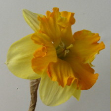 Amaryllidaceae Narcissus x hybridus hort. cv. Tiritomba