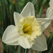 Amaryllidaceae Narcissus x hybridus hort. cv. Tibet