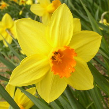 Amaryllidaceae Narcissus x hybridus hort. cv. Trifine
