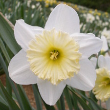 Амариллисовые Нарцисс гибридный  сорт Трианон