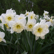Амариллисовые Нарцисс гибридный  сорт Трианон
