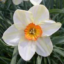 Amaryllidaceae Narcissus x hybridus hort. cv. Red Bird