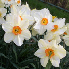 Амариллисовые Нарцисс гибридный  сорт Ред Берд