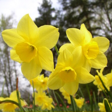 Amaryllidaceae Narcissus x hybridus hort. cv. Trevithian