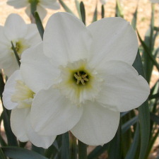 Амариллисовые Нарцисс гибридный  сорт Трист