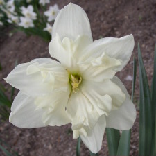 Amaryllidaceae Narcissus x hybridus hort. cv. Travertine