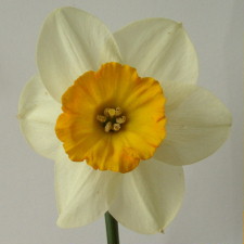 Amaryllidaceae Narcissus x hybridus hort. cv. Tuskar Light