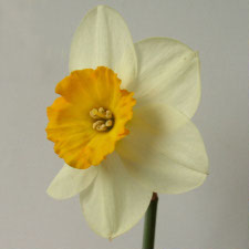 Амариллисовые Нарцисс гибридный  сорт Тускар Лайт