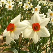 Amaryllidaceae Narcissus x hybridus hort. cv. Tullyroe