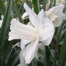 Amaryllidaceae Narcissus x hybridus hort. cv. Tutankhamun