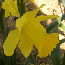 Amaryllidaceae Narcissus x hybridus hort. cv. Ulster Prince