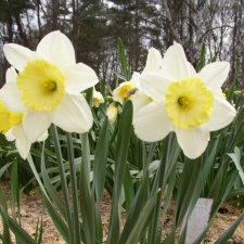 Amaryllidaceae Narcissus x hybridus hort. cv. Muscadet
