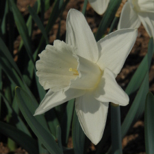 Amaryllidaceae Narcissus x hybridus hort. cv. Mount Hood