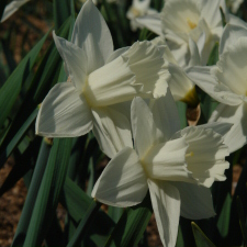Amaryllidaceae Narcissus x hybridus hort. cv. Mount Hood