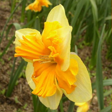 Amaryllidaceae Narcissus x hybridus hort. cv. Mondragon