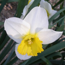 Amaryllidaceae Narcissus x hybridus hort. cv. Monique