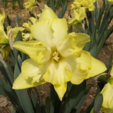 Amaryllidaceae Narcissus x hybridus hort. cv. Moonbird