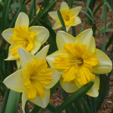 Amaryllidaceae Narcissus x hybridus hort. cv. Mols Hobby