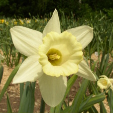 Amaryllidaceae Narcissus x hybridus hort. cv. Mrs. Ernst H. Krelage