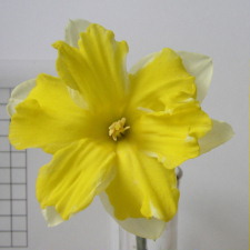Amaryllidaceae Narcissus x hybridus hort. cv. Mistral