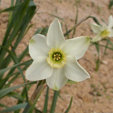 Amaryllidaceae Narcissus x hybridus hort. cv. Mystic