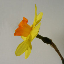 Amaryllidaceae Narcissus x hybridus hort. cv. Ninth Lancer